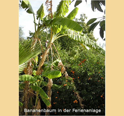 Bananenbäume in der Ferienanlage Rosengarten